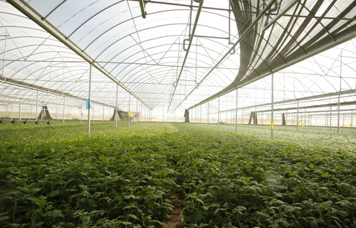 冬季蔬菜溫室大棚 冬季蔬菜溫室大棚